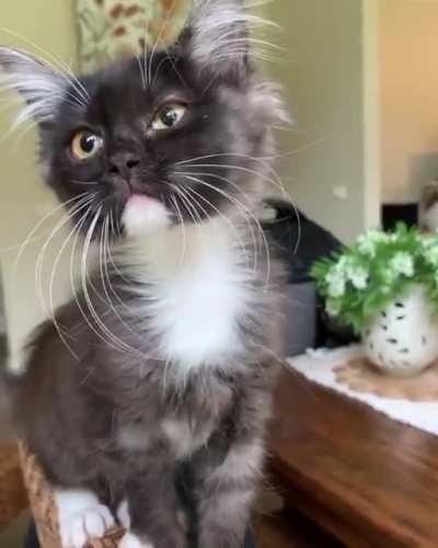 Meow such whiskers so smol very fuzz