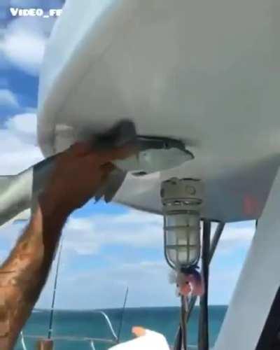 The suction power of a Remora.