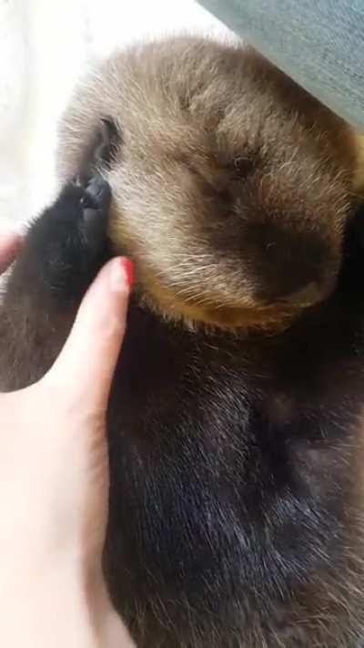 Tazlina from Vancouver Aquarium as a baby, soft fur and warm soft paws