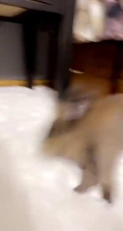 Pumpkin loves my new carpet!