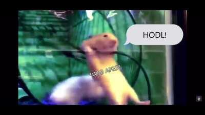 GME/AMC This is the way 💎🤲