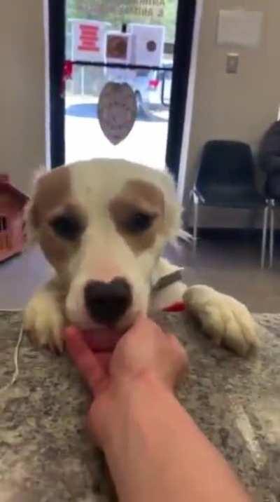 I'm getting adopted!