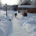 Bear: RAWR I'M A BEAR 🐻 Dog: I DON'T CARE 🐶