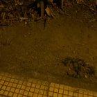 A sloth looks creepy in the ground