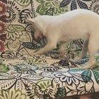 Opal is blind AND deaf and yet her instincts still tell her to bury her bone. Even if she doesn’t know there isn’t any dirt :) Don’t ever discount a disabled animal!