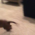 All gas & no brakes for this little pup.