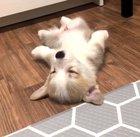 Have you seen anything cuter today?