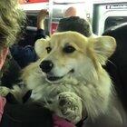 “You'll have to excuse me. I'm tired, and I'm a little drunk”