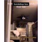 Could it be that if I post on the Ghostemane forum they will be angry? LMAO