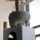 Cat's are so weird I swear..