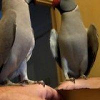 Birb complements himself and calls himself a good boy