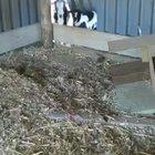 Goats trying to climb over a wooden board
