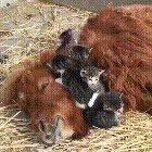 Kittens, Calf, and Capy