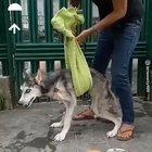 Dog being saved
