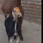 What are they gonna do, send us home?