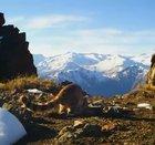Wild Andean Cat Doing Stretchies