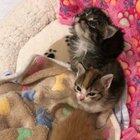 O Lawdy they squeeing!