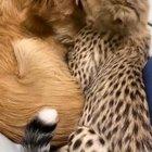 Cheetah Kitten cleaning dog