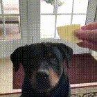 Rottweiler is not a fan of vegetables.