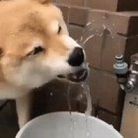 This doggo is one of us!