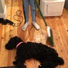 SlEepPiNg DoGgO gEtS fUcKiNg ObLiTeRaTeD wItH a BrOoM