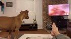 Pit bull reacts to Lion King Scene