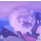 My dog realized this early on