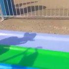 Happiness in its purest form