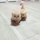 Little kitties coming for food