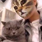 Cats reacting to cat filters