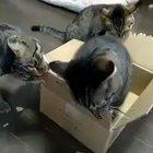 На карантине и коты дуреют