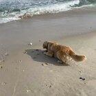 No balls left behind