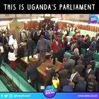 Just imagine houses of parliament was like this when discussing Brexit