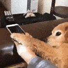 Pupper prevents owner from going online to harmful social media