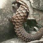 🔥 Pangolin casually fucking up a wall