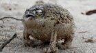 The Philippine Rain Frog