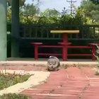 Pupper gets stuck on a curb