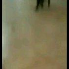 Cat walks to the beat of Buttercup.