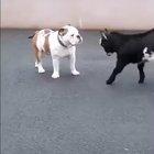 He can't wait to grow horns 🐐