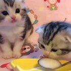 Котёнок пьёт молоко:)