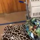 This parrot sounds just like a crying baby