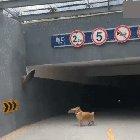 Golden boy distracted by another beautiful golden boy.