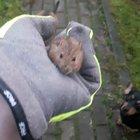 Found this little guy a while ago and he scared the shit out of me