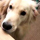 A good boy using their indoor awoo when they hear sirens