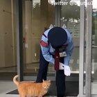 For the past 2 years these cats have been trying to get into this Japanese Museum