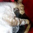 A proud mom cuddling her newborn babies