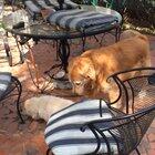 My parents got their golden Nicky a baby named Fenn and they are very silly