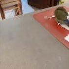 How'd you like my new fashion look?