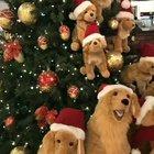 One of these pups is not like the others