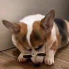 Doggo with style 😎